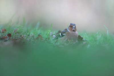 BUITEN BEELD Foto: 136349