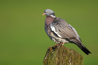 BUITEN BEELD Foto: 136350