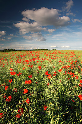 BUITEN BEELD Foto: 136357