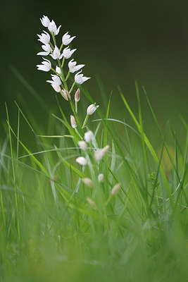 BUITEN BEELD Foto: 136359