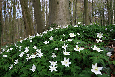 BUITEN BEELD Foto: 136361