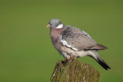 BUITEN BEELD Foto: 136369