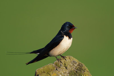 BUITEN BEELD Foto: 136404