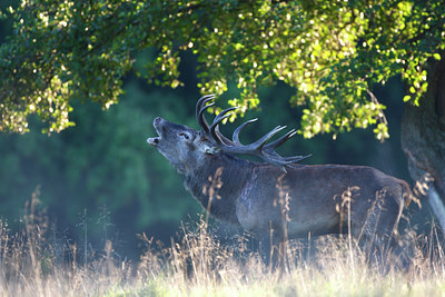 BUITEN BEELD Foto: 136422