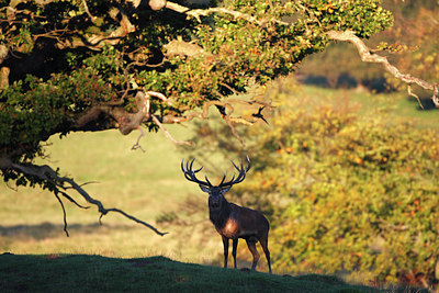 BUITEN BEELD Foto: 136424