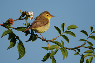 BUITEN BEELD Foto: 136431
