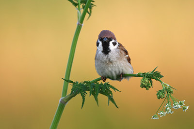 BUITEN BEELD Foto: 136432