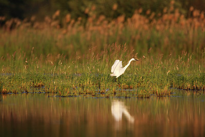 BUITEN BEELD Foto: 136439
