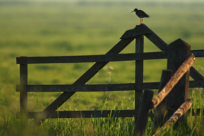 BUITEN BEELD Foto: 136444