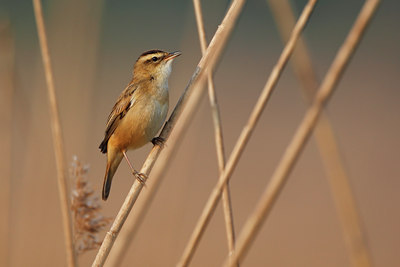 BUITEN BEELD Foto: 136447