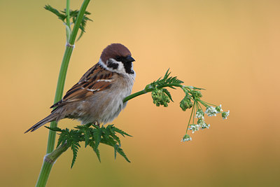 BUITEN BEELD Foto: 136457