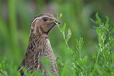 BUITEN BEELD Foto: 136533