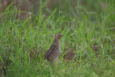 BUITEN BEELD Foto: 136534