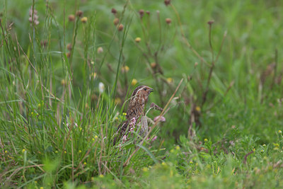 BUITEN BEELD Foto: 136535