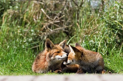 BUITEN BEELD Foto: 136541