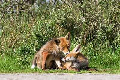 BUITEN BEELD Foto: 136542