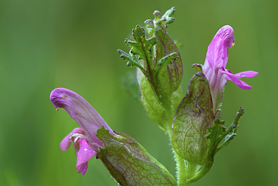 BUITEN BEELD Foto: 136551
