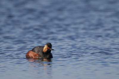 BUITEN BEELD Foto: 136553