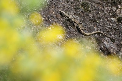 BUITEN BEELD Foto: 136597