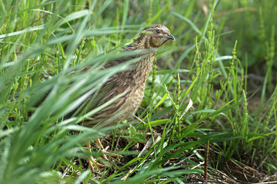 BUITEN BEELD Foto: 136618