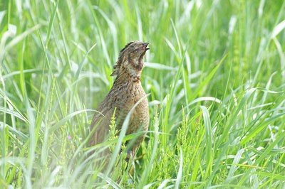 BUITEN BEELD Foto: 136621