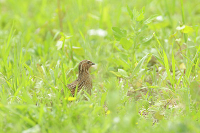 BUITEN BEELD Foto: 136625