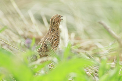 BUITEN BEELD Foto: 136632