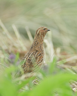 BUITEN BEELD Foto: 136634