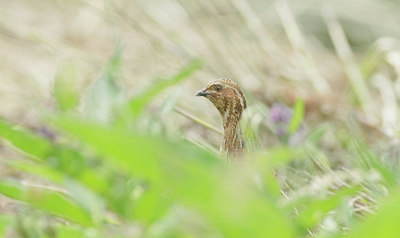 BUITEN BEELD Foto: 136636