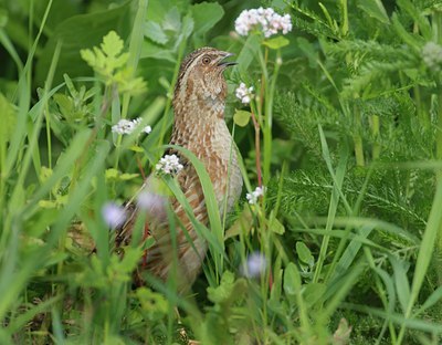 BUITEN BEELD Foto: 136639