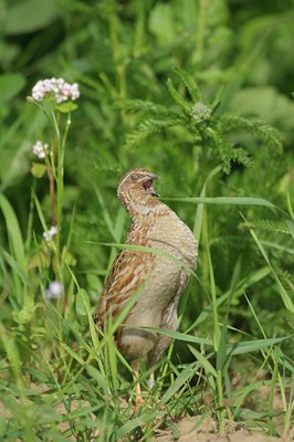 BUITEN BEELD Foto: 136644