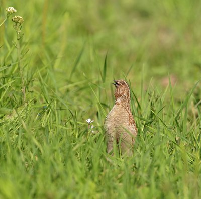 BUITEN BEELD Foto: 136649