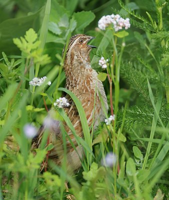 BUITEN BEELD Foto: 136652