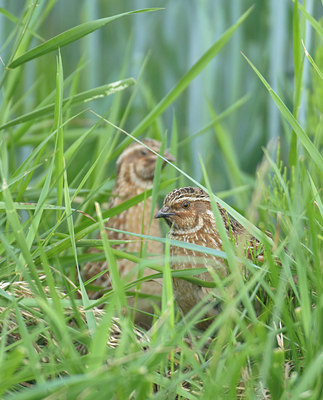 BUITEN BEELD Foto: 136653