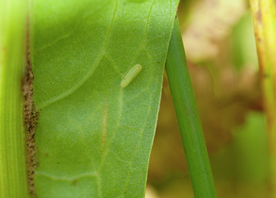 BUITEN BEELD Foto: 136660