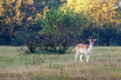 BUITEN BEELD Foto: 136664