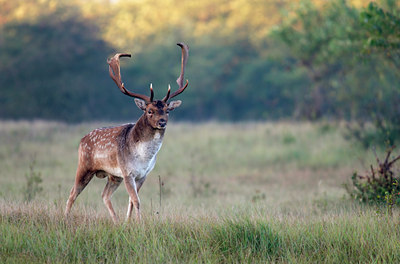 BUITEN BEELD Foto: 136665