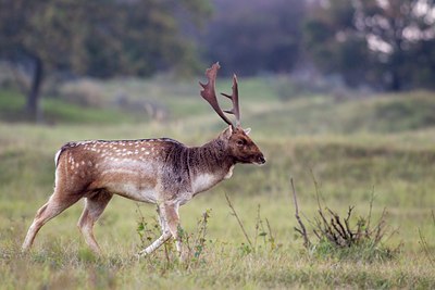 BUITEN BEELD Foto: 136667
