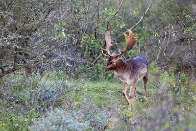 BUITEN BEELD Foto: 136669