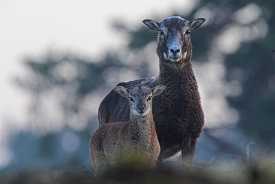 BUITEN BEELD Foto: 136716