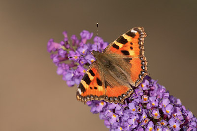 BUITEN BEELD Foto: 136726