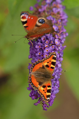 BUITEN BEELD Foto: 136728