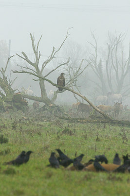 BUITEN BEELD Foto: 136732