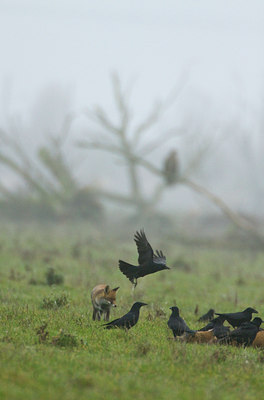 BUITEN BEELD Foto: 136733