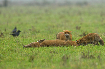 BUITEN BEELD Foto: 136746