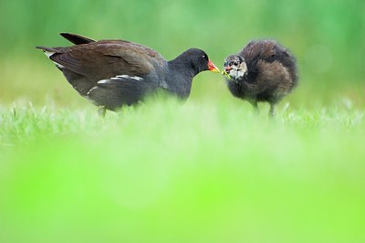 BUITEN BEELD Foto: 136755