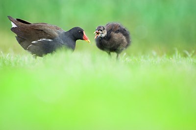 BUITEN BEELD Foto: 136756