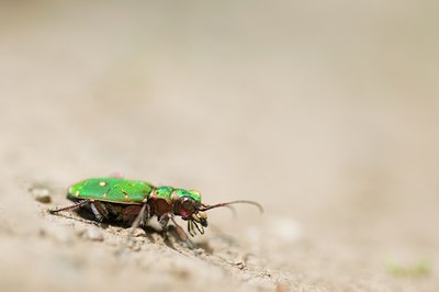 BUITEN BEELD Foto: 136757