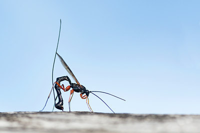 BUITEN BEELD Foto: 136766