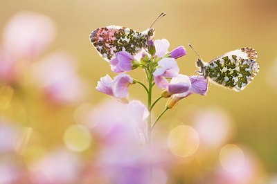 BUITEN BEELD Foto: 136777